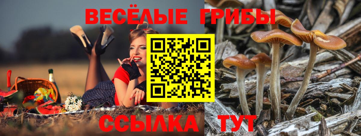 Псилоцибиновые грибы мицелий Орск